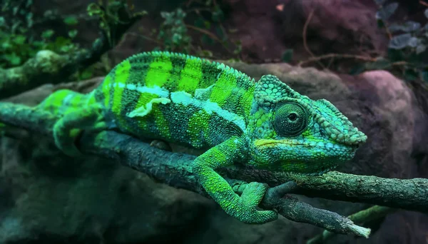 Green Panther Chameleon Furcifer Pardalis Opírající Tyč — Stock fotografie