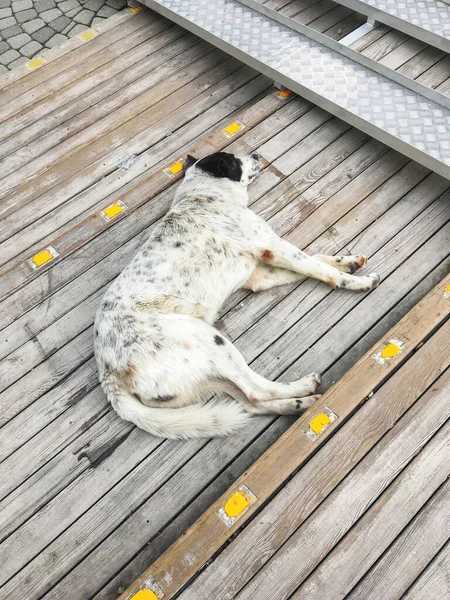 Zbłąkany Pies Śpi Drewnianych Schodach Bezdomne Zwierzę Obojętnie Relaksuje Się — Zdjęcie stockowe