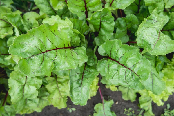 甜菜在空地上 绿叶可食甜菜植物 春天和夏天的园艺 种植有机食品 — 图库照片