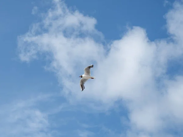 Gaviota Vuelo Pájaro Acuático Vuela Sobre Fondo Azul Símbolo Libertad — Foto de Stock