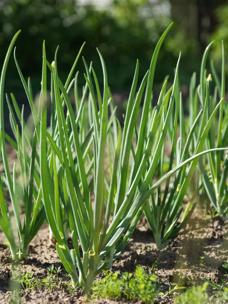 洋葱在开阔的土地上 食用植物的绿叶 春天和夏天的园艺 种植有机食品 — 图库照片