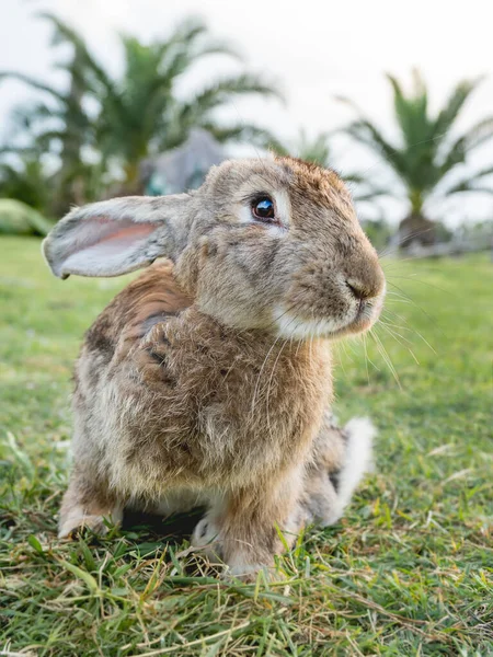 Porträtt Söt Kanin Gräsmattan Fluffy Kanin Grönt Gräs Stirrar Kameran — Stockfoto