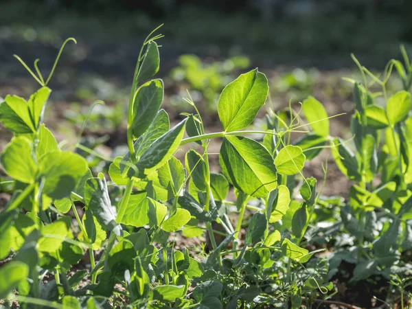 Green Pea Seedling Open Ground Green Fresh Leaves Edible Plant — Stock Photo, Image