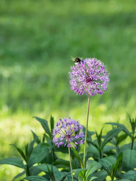 Bourdon Recueille Pollen Allium Cultivé Pourpre Fond Naturel Été Avec — Photo