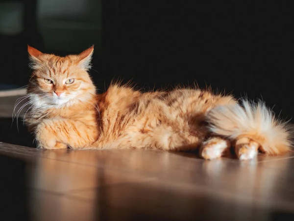 有独立表情的生姜猫躺在木地板上 硬阳光下的绒毛宠物 在舒适的家 光线和阴影 — 图库照片