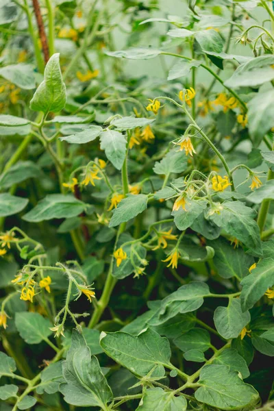 Yellow Flowers Tomatoes Shrub Gardening Outdoors Agriculture Personal Ground Growing — Zdjęcie stockowe