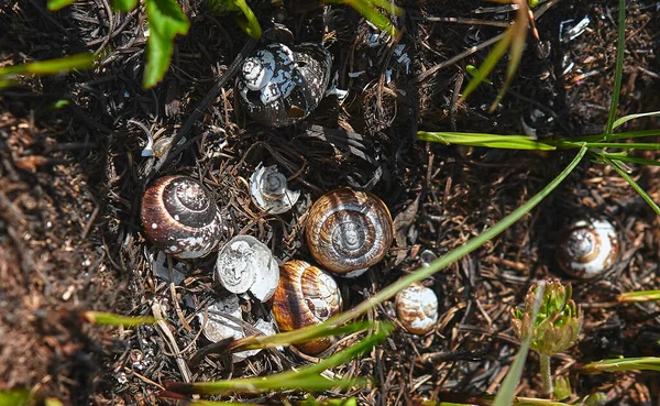 森の火の後に焼かれた野生のカタツムリの殻の灰 — ストック写真