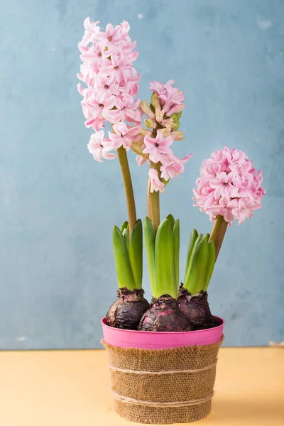 stock image hyacinth flowers petals view