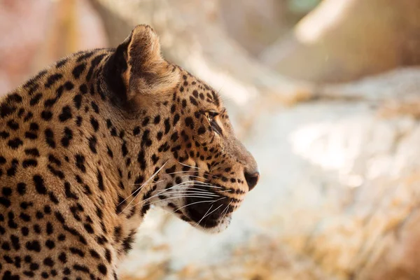 Leopard Close View — Stock Photo, Image