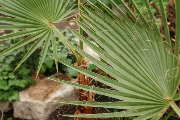 Palmblad Närbild Växthus Med Ett Stort Utbud Gröna Växter Begreppet — Stockfoto