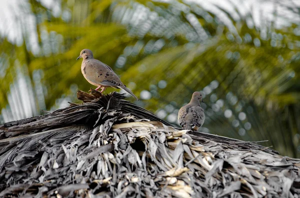 Small Brown Little Cute Birds — Stock Photo, Image