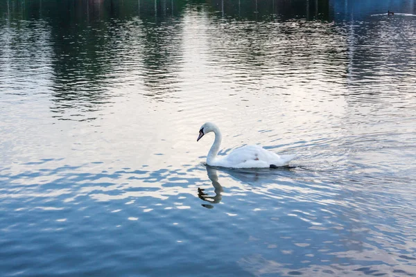 Λευκός Κύκνος Στη Λίμνη Ένα Κομψό Πουλί Κύκνου — Φωτογραφία Αρχείου