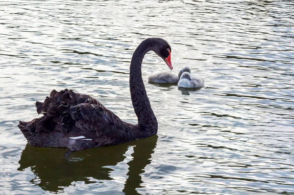 Чорні Лебеді Озері Елегантний Лебідь Птах — стокове фото
