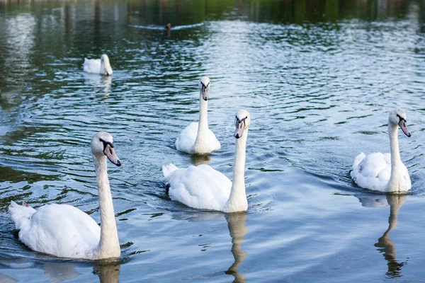Cisnes Brancos Lago Pássaro Cisne Elegante — Fotografia de Stock