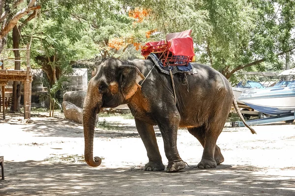 Słonie Specjalne Miejsce Dla Turystów — Zdjęcie stockowe