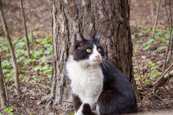 Μια Άγρια Μαύρη Γάτα Περιπλανιέται Ένα Πάρκο Της Φύσης — Φωτογραφία Αρχείου