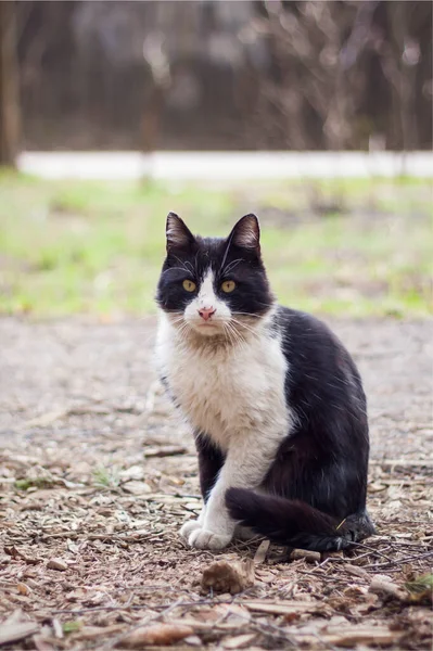Dziki Czarny Kot Wędrujący Parku Przyrody — Zdjęcie stockowe