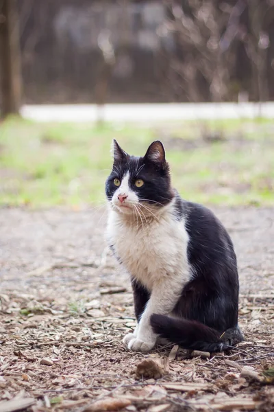 Dziki Czarny Kot Wędrujący Parku Przyrody — Zdjęcie stockowe