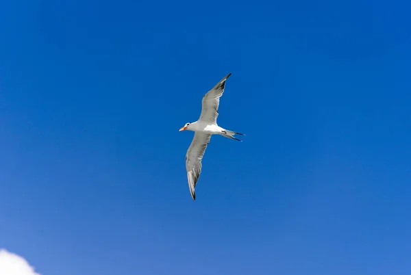 Чайка Летит Голубым Небом — стоковое фото