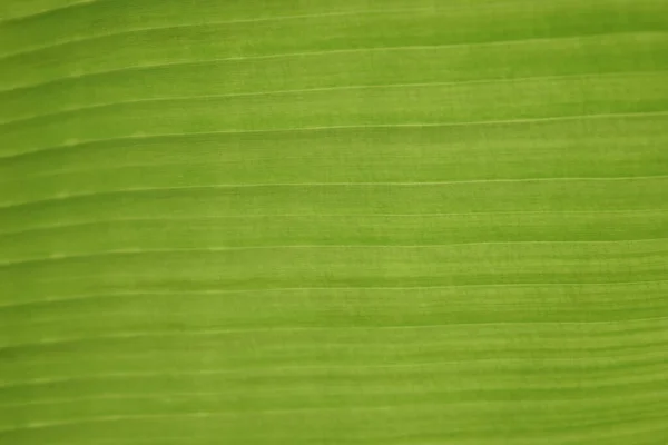Uma Folha Uma Planta Verde Close Macrofotografia — Fotografia de Stock