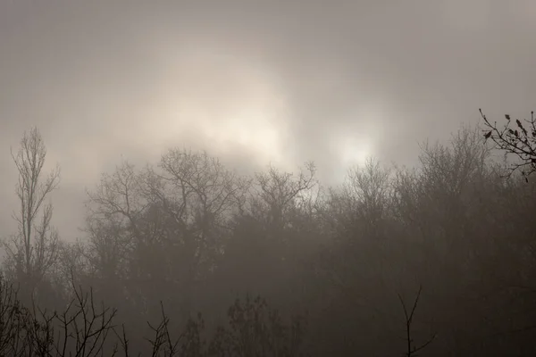 Foggy Paysage Forêt Sombre — Photo