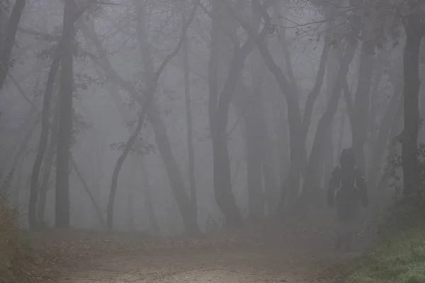 Séta Ködös Erdőben — Stock Fotó