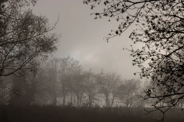 多雾的森林景观背景 — 图库照片