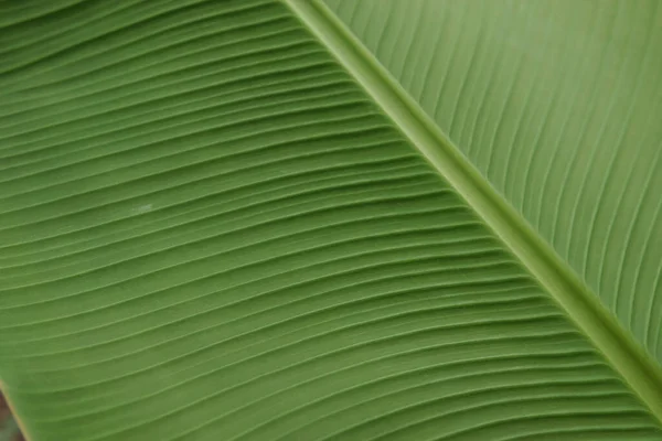 Yakından Çekilmiş Yeşil Bir Bitkinin Yaprağı Makro Fotoğrafçılık — Stok fotoğraf