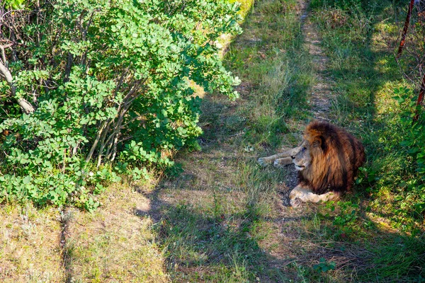 野生の緑の芝生の上にライオン — ストック写真