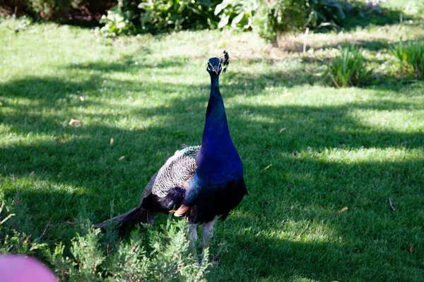Элегантная Голубая Птица Павлин Стоящая Зеленой Траве — стоковое фото