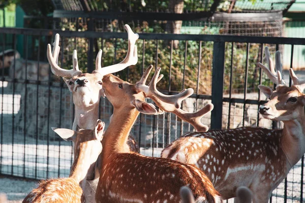 Young Deers Heads Horns Zoo — Stockfoto