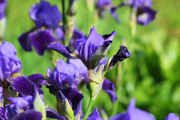 Blaue Irisblüten Wachsen Garten Grüner Hintergrund Viele Schwertlilien Iris Germanica — Stockfoto