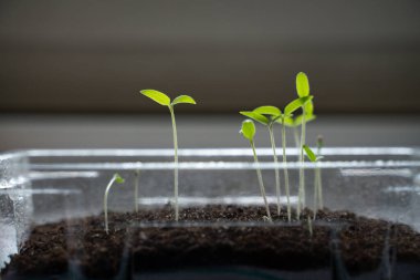 Plastik kabın içinde domates filizleri