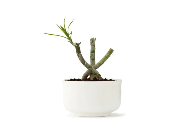 白鉢中のドラセナ リベルタ盆栽 — ストック写真