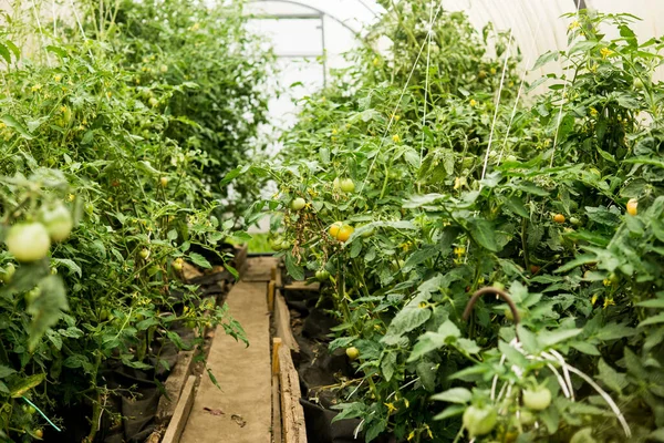 トマトは温室内の枝にぶら下がっています 庭と国の生活の概念 自家製トマトを育てるための大きな温室 — ストック写真