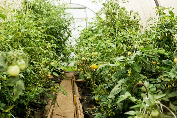 Tomat Yang Tergantung Cabang Rumah Kaca Konsep Berkebun Dan Kehidupan — Stok Foto