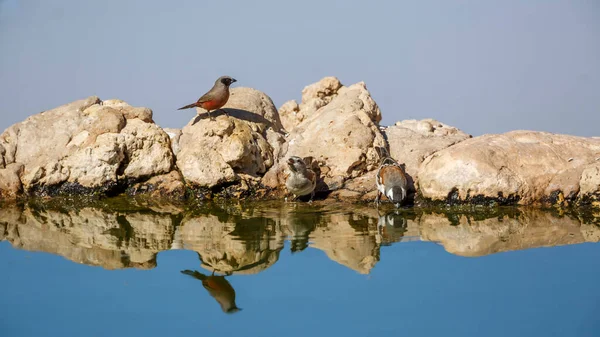 Schwarzwangen Wachsvogel Und Kap Sperling Kgalagadi Grenzpark Südafrika — Stockfoto