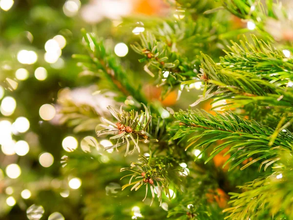 Рождественская Елка Лампочками Природные Хвойные Деревья Украшены Празднованию Нового Года — стоковое фото