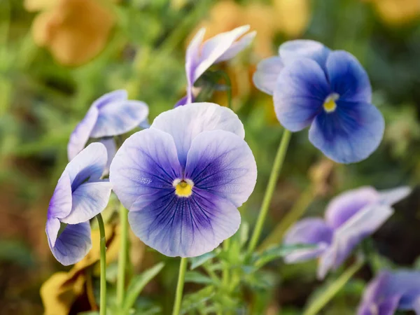Blooming Viola Tricolor Also Known Wild Pansy Johnny Jump Heartsease — Stock Photo, Image