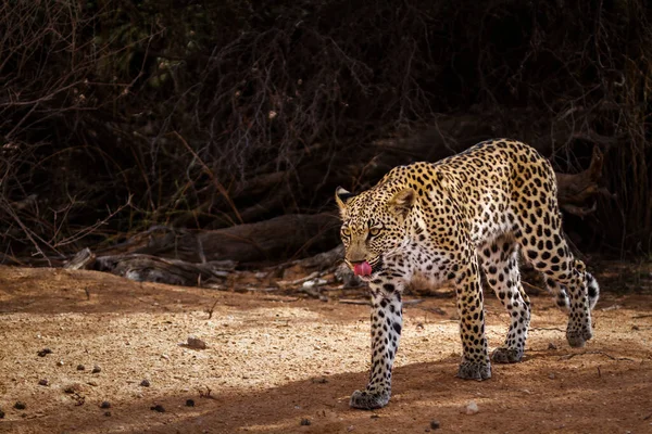 Luipaard Grensoverschrijdend Park Kgalagadi Zuid Afrika — Stockfoto