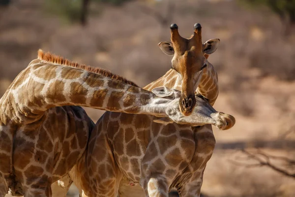 Giraff Kgalagadi Gränsöverskridande Park Sydafrika — Stockfoto