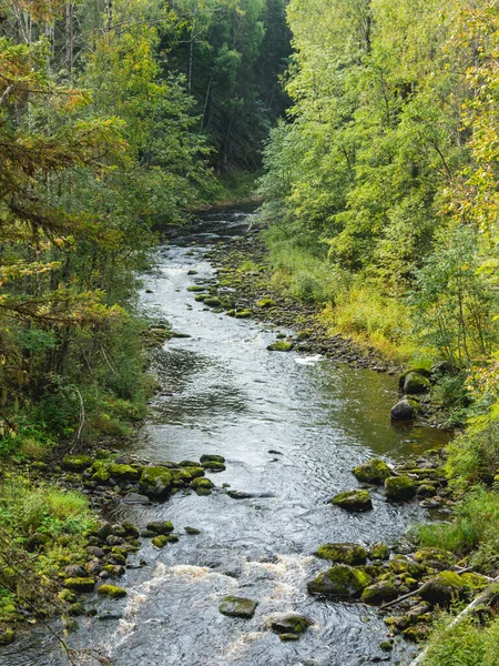 Čistá Řeka Teče Mezi Stromy Keři Lese Cestování Poznávání Přírody — Stock fotografie