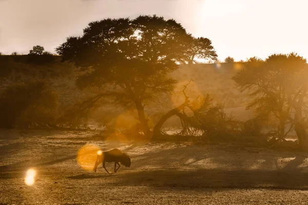 Kék Gnúd Kgalagadi Határokon Átnyúló Parkban Dél Afrikában — Stock Fotó