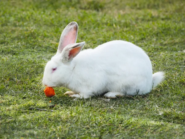 Vita Kaniner Äter Färsk Välsmakande Morot Fluffigt Bonddjur Grönt Gräs — Stockfoto