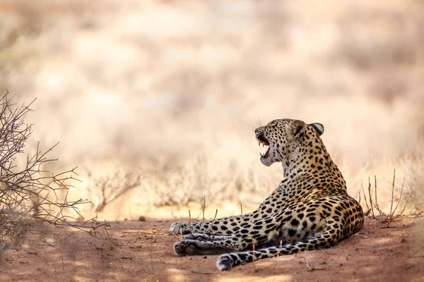 Leopardo Kgalagadi Transborder Park África Sul — Fotografia de Stock