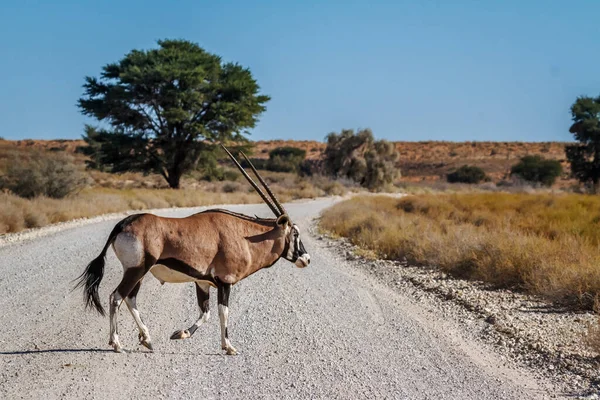 Νότια Αφρική Oryx Στο Διασυνοριακό Πάρκο Kgalagadi Νότια Αφρική — Φωτογραφία Αρχείου