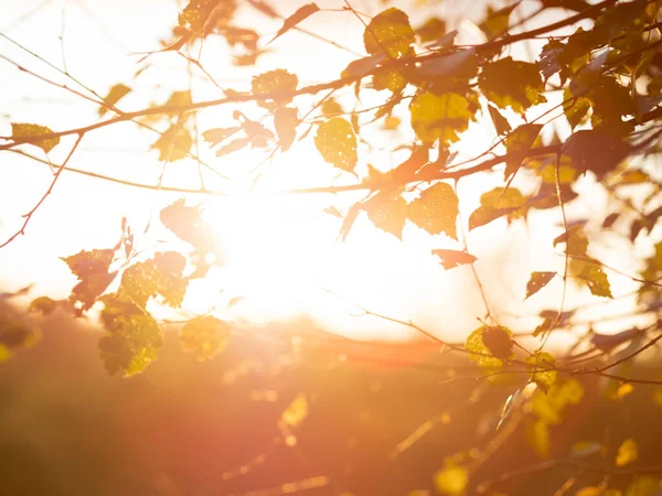 Береза Последними Листьями Осенний Фон Оранжевый Закат Осенью — стоковое фото