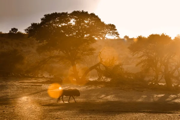 Blå Gnugga Kgalagadi Gränsöverskridande Park Sydafrika — Stockfoto