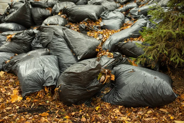 Αφήνει Σακούλες Μαύρες Σακούλες Ξερά Φύλλα Ξεφορτώσου Τον Δρόμο — Φωτογραφία Αρχείου