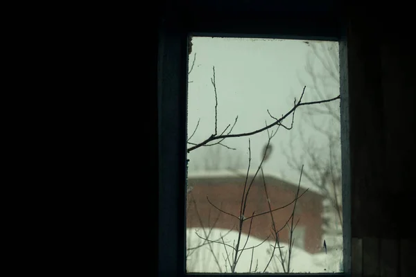 Pencerenin Dışındaki Ağaç Dalları Pencereden Sokağa Bak — Stok fotoğraf